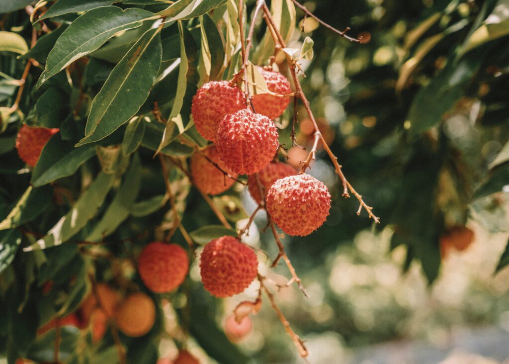 Close-up of ripe lychee fruits on a tree with lush green leaves and soft sunlight.