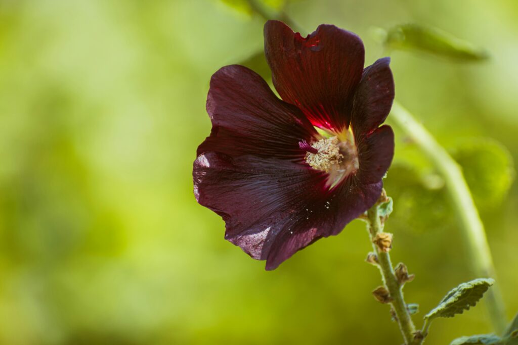 A detailed photo of a vibrant purple hollyhock flower against a blurred natural background.