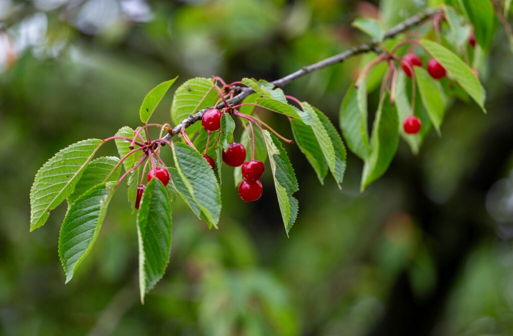 Vibrant red cherries on a branch with lush green leaves, captured outdoors.